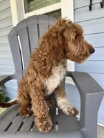 “Blue”, a male Goldendoodle for sale in Batesville, AR – Photo 6 of 8