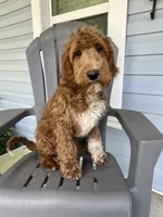 “Blue”, a male Goldendoodle for sale in Batesville, AR – Photo 2 of 8