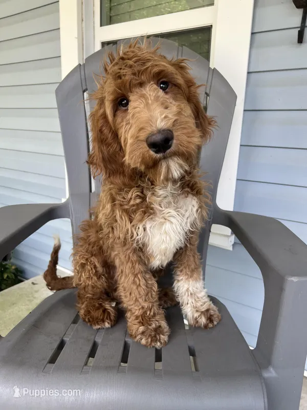 “Blue”, a male Goldendoodle for sale in Batesville, AR – Photo 1 of 8
