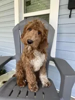 “Blue”, a male Goldendoodle for sale in Batesville, AR – Photo 8 of 8