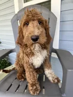 “Blue”, a male Goldendoodle for sale in Batesville, AR – Photo 4 of 8