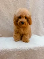 Blue, a male Cavapoo for sale in Batesville, AR – 7 of 10