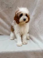 Milo, a male Cavapoo for sale in Batesville, AR – 6 of 8