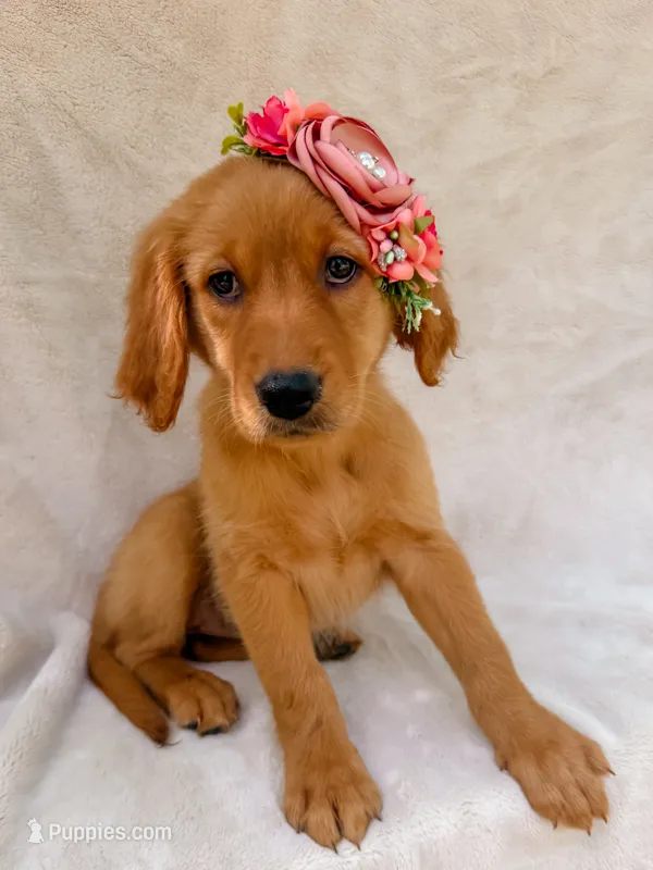 Pink – Golden Retriever puppy for sale in Batesville, AR