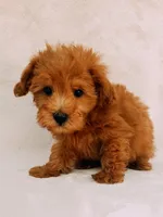 Chester, a male Maltipoo for sale in Batesville, AR – 8 of 8