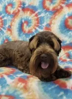 Mr Knightly , a male Miniature Schnauzer for sale in Sarasota, FL – 7 of 8