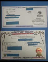 Mr Knightly , a male Miniature Schnauzer for sale in Sarasota, FL – 5 of 8