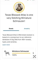 Mr Knightly , a male Miniature Schnauzer for sale in Sarasota, FL – 8 of 8