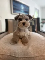 Mr Knightly , a male Miniature Schnauzer for sale in Sarasota, FL – 4 of 8