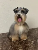 Mr Knightly , a male Miniature Schnauzer for sale in Sarasota, FL – 6 of 8