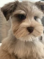 Mr Knightly , a male Miniature Schnauzer for sale in Sarasota, FL – 2 of 8