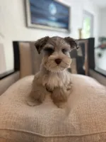 Mr Knightly , a male Miniature Schnauzer for sale in Sarasota, FL – 3 of 8