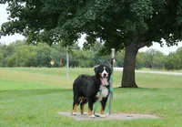 Beautiful Dog!, a female Bernese Mountain Dog for sale in Wellman, IA – 2 of 2