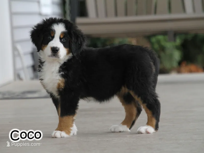 AKC Coco – Bernese Mountain Dog puppy for sale in Wellman, IA