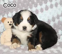 Coco, a male Bernese Mountain Dog for sale in Wellman, IA – Photo 1 of 3