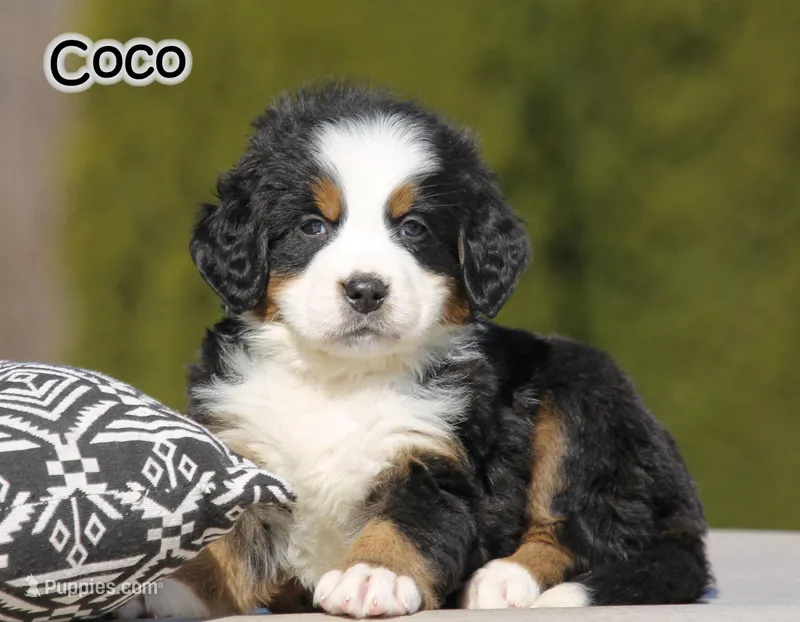 AKC Coco – Bernese Mountain Dog puppy for sale in Wellman, IA