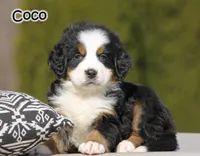AKC Coco, a female Bernese Mountain Dog for sale in Wellman, IA – Photo 1 of 4