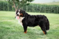 Tucker, a male Bernese Mountain Dog for sale in Wellman, IA – Photo 4 of 4