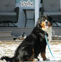 Tucker, a male Bernese Mountain Dog for sale in Wellman, IA – Photo 3 of 4