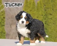 AKC Tucker, a male Bernese Mountain Dog for sale in Wellman, IA – Photo 1 of 5