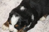 Tucker, a male Bernese Mountain Dog for sale in Wellman, IA – Photo 2 of 4
