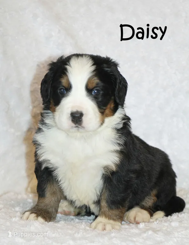 Daisy 