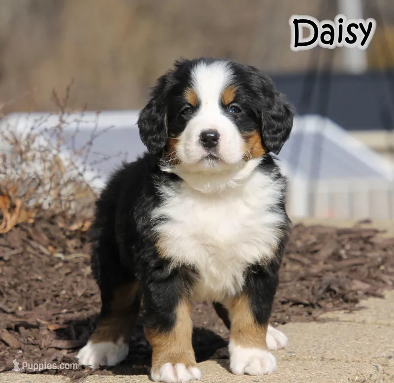 AKC Daisy  – Bernese Mountain Dog puppy for sale in Wellman, IA