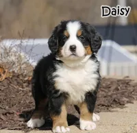 AKC Daisy , a female Bernese Mountain Dog for sale in Wellman, IA – Photo 1 of 5