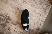 Daisy , a male Bernese Mountain Dog for sale in Wellman, IA – Photo 2 of 4