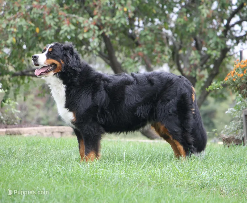 Puppies coming soon! – Bernese Mountain Dog puppy for sale in Wellman, IA