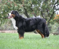Puppies coming soon!, a  Bernese Mountain Dog for sale in Wellman, IA – Photo 1 of 2