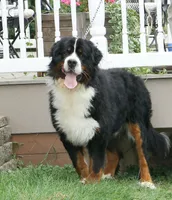 Puppies coming soon!, a  Bernese Mountain Dog for sale in Wellman, IA – Photo 2 of 2