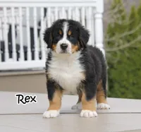 AKC Rex, a male Bernese Mountain Dog for sale in Wellman, IA – Photo 1 of 5