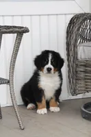 AKC Rex, a male Bernese Mountain Dog for sale in Wellman, IA – Photo 4 of 5