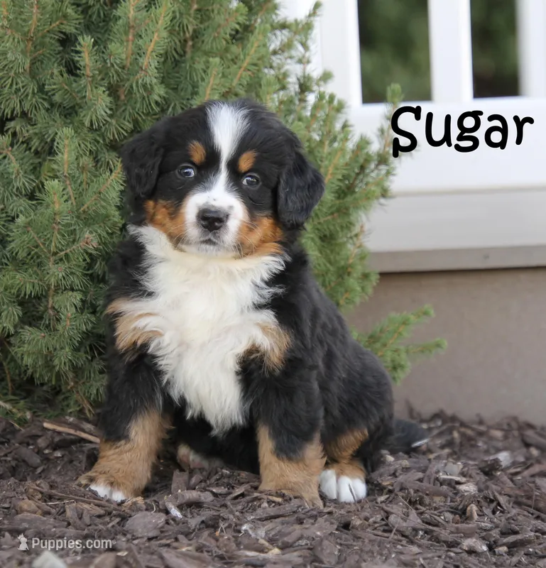 AKC Sugar – Bernese Mountain Dog puppy for sale in Wellman, IA
