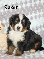 Sugar, a male Bernese Mountain Dog for sale in Wellman, IA – Photo 1 of 3