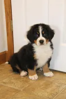 AKC Rex, a male Bernese Mountain Dog for sale in Wellman, IA – Photo 5 of 5