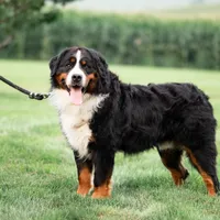 Dolly's male, a male Bernese Mountain Dog for sale in Wellman, IA – Photo 2 of 2
