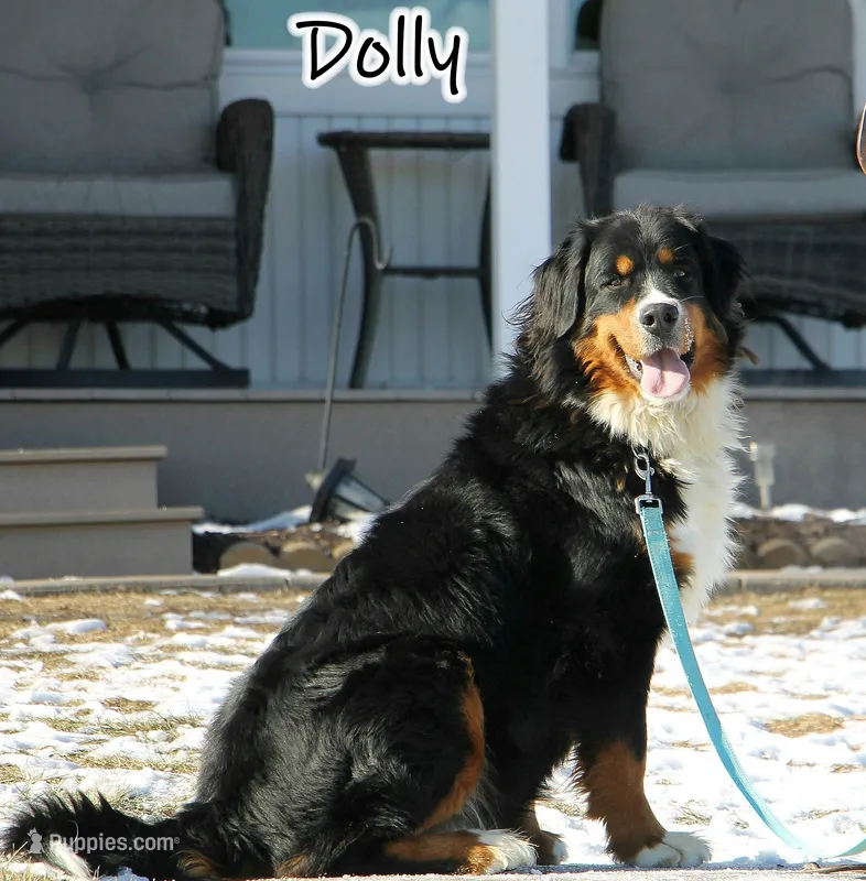 Dolly's male