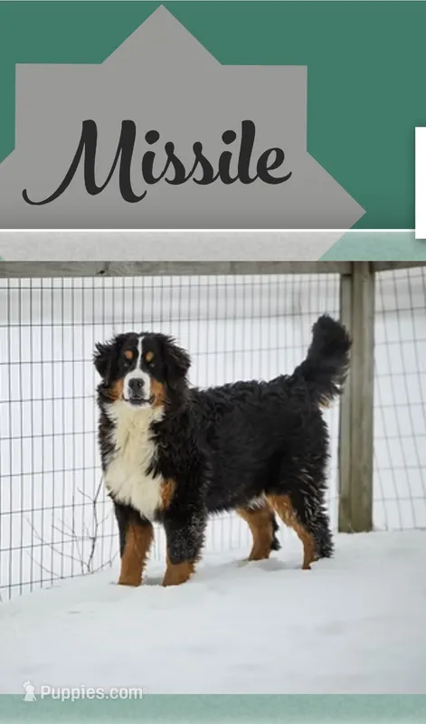 Beautiful Dog! – Bernese Mountain Dog puppy for sale in Wellman, IA