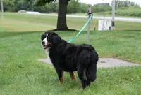 Beautiful Dog!, a female Bernese Mountain Dog for sale in Wellman, IA – 1 of 2