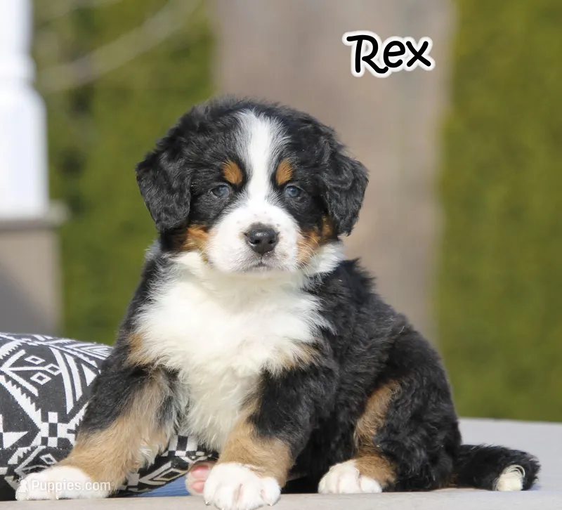 AKC Rex – Bernese Mountain Dog puppy for sale in Wellman, IA