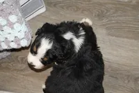 Milo, a male Bernese Mountain Dog for sale in Wellman, IA – Photo 2 of 3