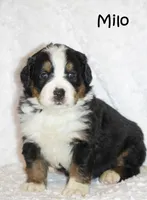 Milo, a male Bernese Mountain Dog for sale in Wellman, IA – Photo 1 of 3