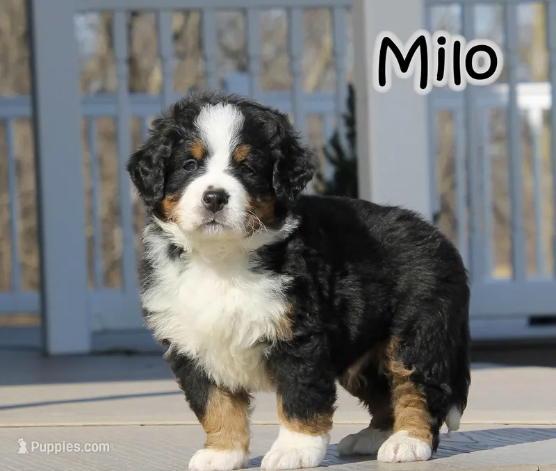 AKC  Milo – Bernese Mountain Dog puppy for sale in Wellman, IA