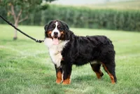 processed/a92c5d17-43d8-4656-ae22-aa1c631caa23/listing/f0dee493-d6c1-4c4d-9eb7-746745dfcd82/5f9265f5-553c-4068-8877-252504eef9d4