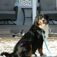 Dolly's female, a female Bernese Mountain Dog for sale in Wellman, IA – Photo 2 of 2