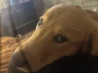 Candace, a female Golden Retriever for sale in Charleston, WV – Photo 2 of 3