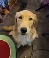 Candace, a female Golden Retriever for sale in Charleston, WV – Photo 3 of 3