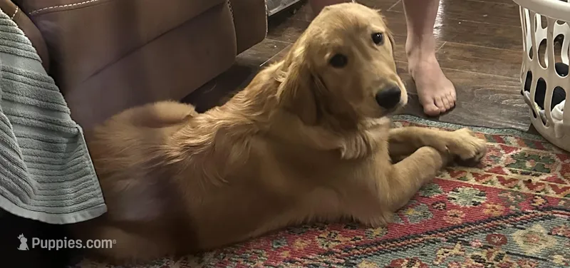 Candace – Golden Retriever puppy for sale in Charleston, WV